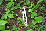 Amanita sect. Vaginatae image
