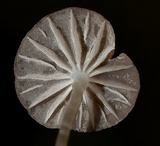 Mycena globulispora image