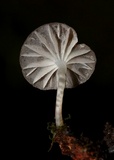 Mycena globulispora image