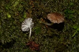 Mycena globulispora image