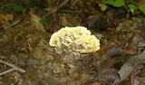 Thelephora vialis image