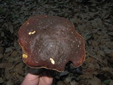 Boletus regineus image