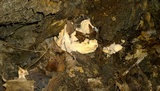 Meripilus sumstinei image