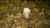 Hypomyces hyalinus image