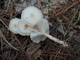 Clitocybe americana image