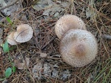 Agaricus silvaticus image