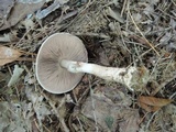 Agaricus silvaticus image