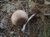 Agaricus silvaticus image