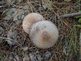 Agaricus silvaticus image