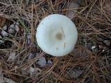 Entoloma albidum image