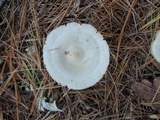 Entoloma albidum image