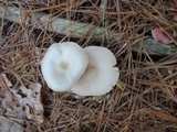 Entoloma albidum image