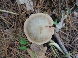 Entoloma rhodopolium image