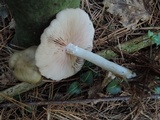 Entoloma rhodopolium image