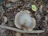 Entoloma rhodopolium image