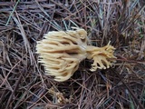 Ramaria flaccida image