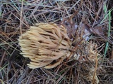 Ramaria flaccida image