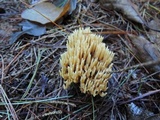 Ramaria flaccida image