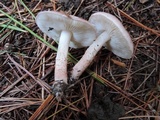Lepiota subincarnata image