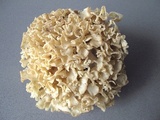 Sparassis brevipes image