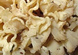 Sparassis brevipes image