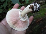 Agaricus placomyces image
