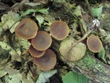 Agrocybe firma image