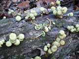 Hypholoma subviride image