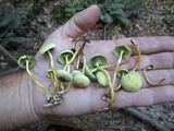 Hypholoma subviride image