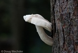 Pluteus petasatus image