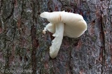 Pluteus petasatus image
