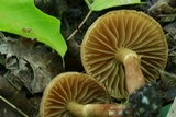 Cortinarius distans image