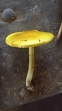 Amanita elongata image
