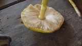 Amanita elongata image