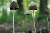 Parasola conopilea image