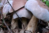 Tylopilus plumbeoviolaceus image