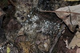 Penicillium vulpinum image