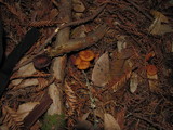Rhodocybe nitellina image