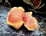 Rhodotus palmatus image