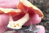Rhodotus palmatus image