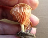Rhodotus palmatus image