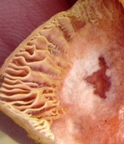 Rhodotus palmatus image