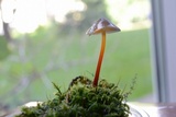 Mycena crocata image