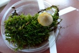 Mycena crocata image