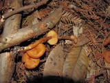Rhodocybe nitellina image