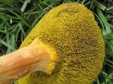 Boletus subfraternus image