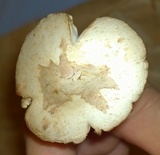 Amanita whetstoneae image