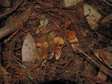 Rhodocybe nitellina image