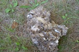 Grifola frondosa image