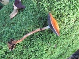 Leratiomyces squamosus var. thraustus image